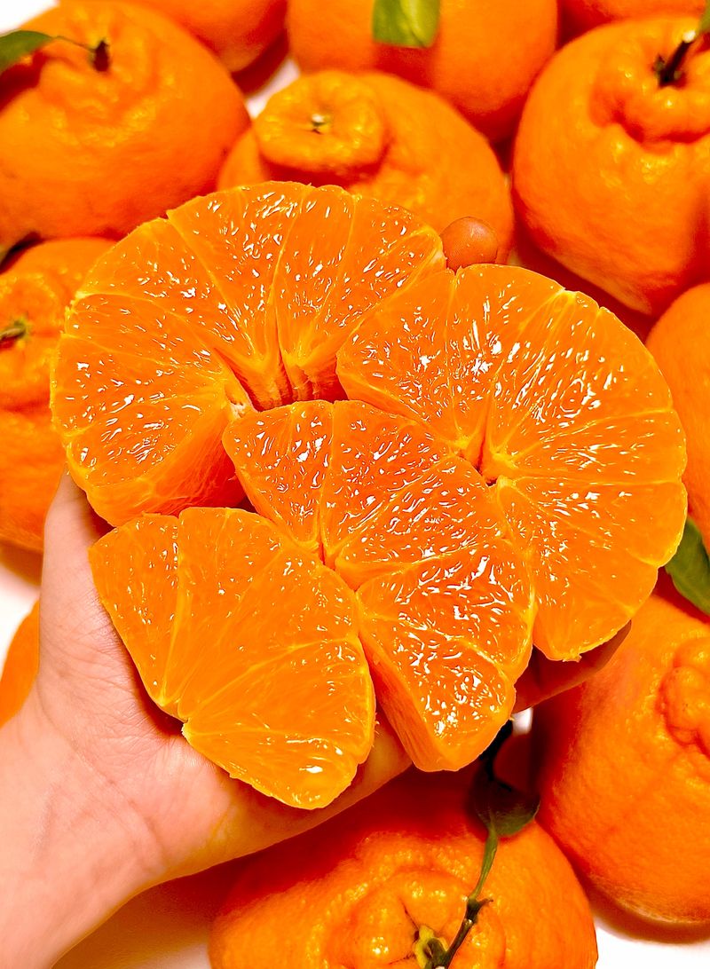 농부손녀님의 장터 판매 상품 [[주말한정] 달콤한 맛 천혜향 9kg] 첨부 사진