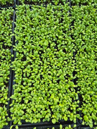 병풍취산채농원님의 자유주제 · 자유게시판 작성글 사진