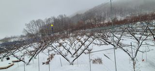 달맛햇복숭아농원님의 자유주제 · 사진전 작성글 사진