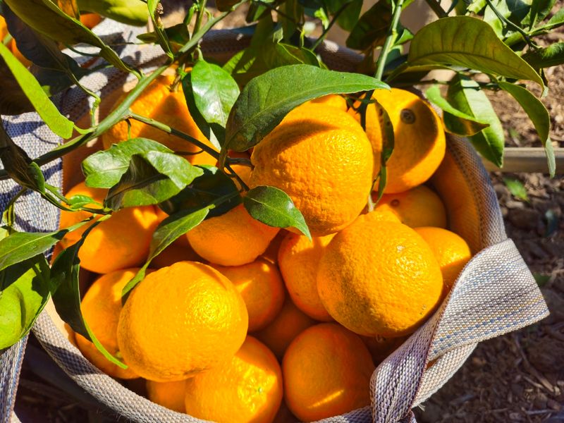 새달귤농장님의 장터 판매 상품 [(특가할인) 노지한라봉 4.5키로] 첨부 사진