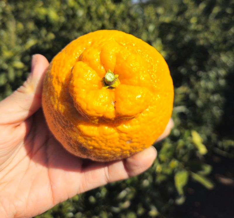 새달귤농장님의 장터 판매 상품 [(특가할인) 노지한라봉 4.5키로] 첨부 사진