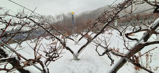 달맛햇복숭아농원님의 자유주제 · 사진전 작성글 사진