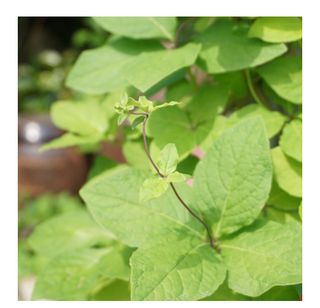 대산농사대장님의 자유주제 · 자유게시판 작성글 사진