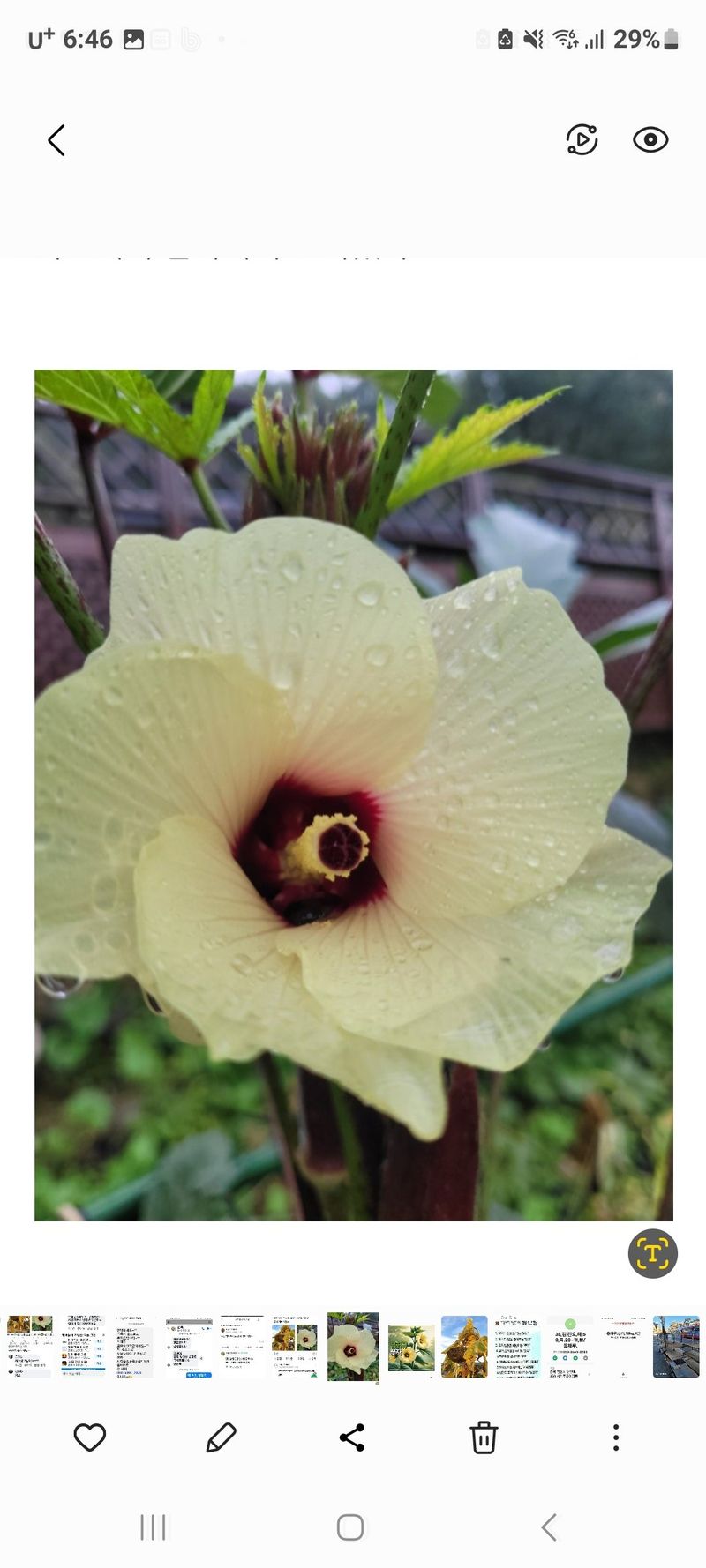 정찬영님의 장터 판매 상품 [토종왕해바라기씨앗 외 6종 ] 첨부 사진