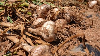 누보농장님의 자유주제 · 자유게시판 작성글 사진