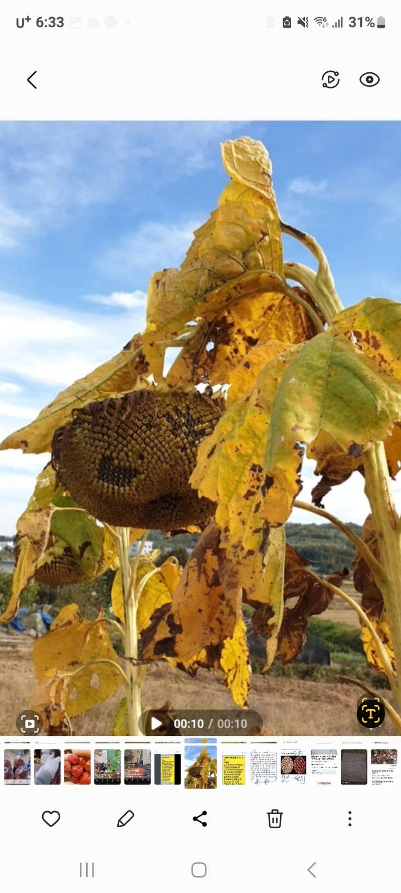 장터 상품 [토종왕해바라기씨앗 외 6종 ] 썸네일