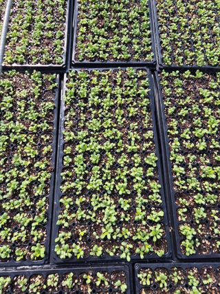 병풍취산채농원님의 자유주제 · 자유게시판 작성글 사진