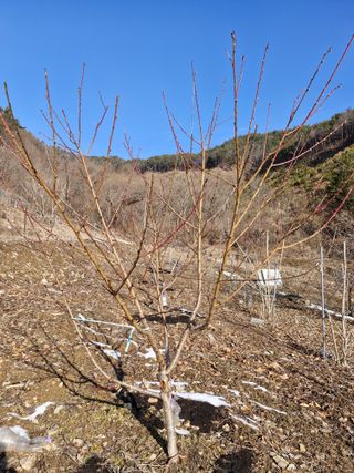 낙엽교목류21691님의 자유주제 · 자유게시판 작성글 사진