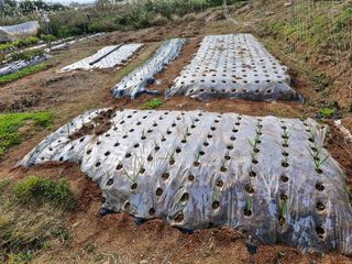 김 농부님의 작성글 사진