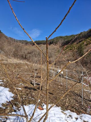 낙엽교목류21691님의 자유주제 · 자유게시판 작성글 사진