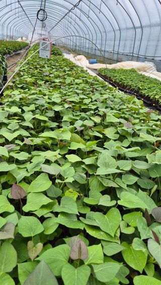 김동수님의 자유주제 · 자유게시판 작성글 사진