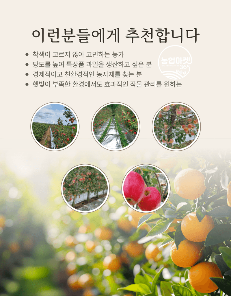 농업마켓365님의 장터 판매 상품 [농업마켓365 반사필름 cpp 난반사 pet 고연성 과수 착색 반사 햇빛 당도 최저가 사과 포도 복숭아 배] 첨부 사진