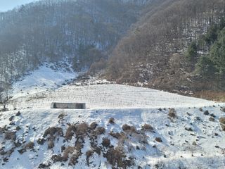 남효제님의 두릅 · 품종•종자 작성글 사진