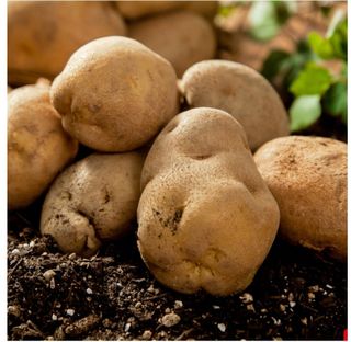 대산농사대장님의 감자 · 자유게시판 작성글 사진