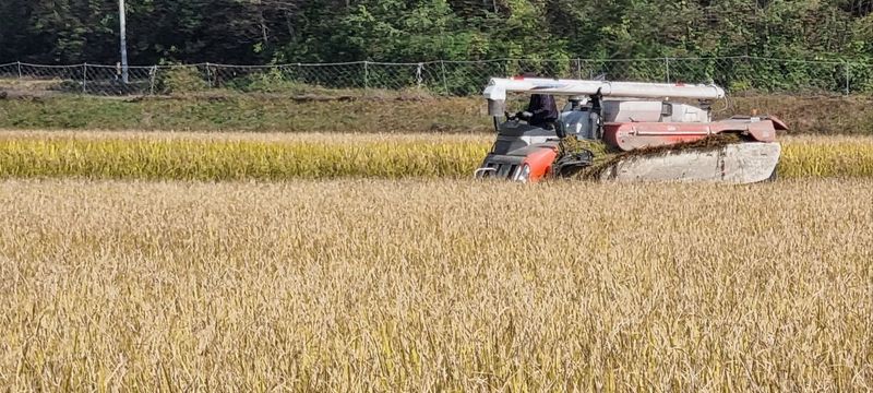박사원농장님의 장터 판매 상품 [쌀(일품) 20kg ] 첨부 사진