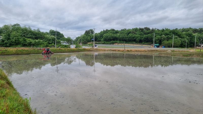 박사원농장님의 장터 판매 상품 [쌀(일품) 20kg ] 첨부 사진