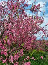 팜모닝 자유주제·자유게시판 게시글 이미지