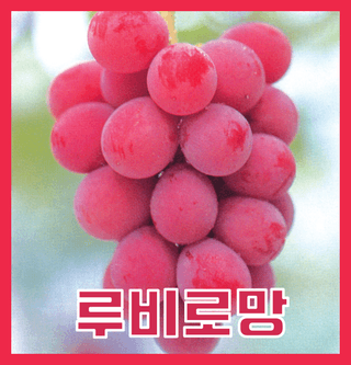 오대원님의 자유주제 · 자유게시판 작성글 사진