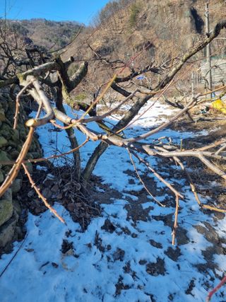 김용대님의 자유주제 · 자유게시판 작성글 사진