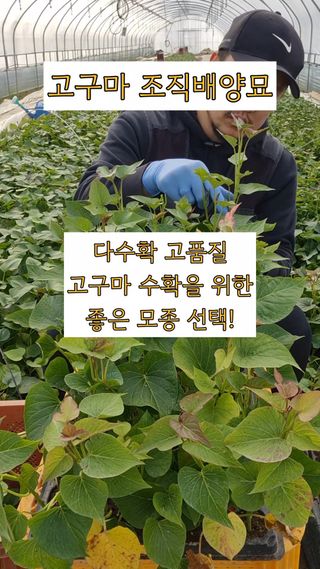 김동수님의 자유주제 · 자유게시판 작성글 사진