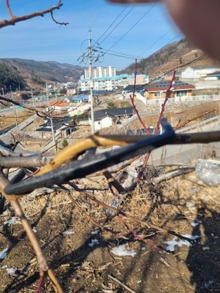 김용대님의 작성글 사진