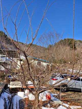 낙엽교목류21691님의 자유주제 · 자유게시판 작성글 사진