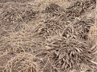 이창신님의 자유주제 · 자유게시판 작성글 사진