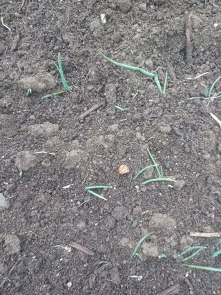 무료지식나눔 팜닥터님의 자유주제 · 자유게시판 작성글 사진