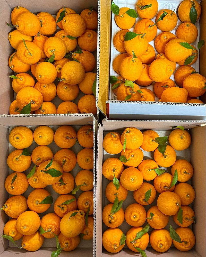 농부손녀님의 장터 판매 상품 [[재주문 200%] 과즙 풍부한 달콤한 맛 한라봉 ] 첨부 사진