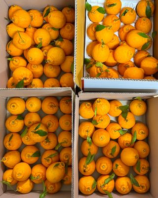 농부손녀님의 작성글 사진