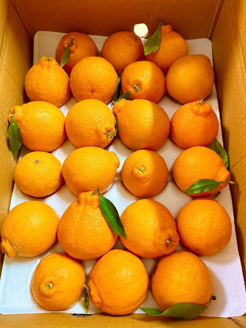 농부손녀님의 장터 판매 상품 [[재주문 200%] 과즙 풍부한 달콤한 맛 한라봉 ] 첨부 사진