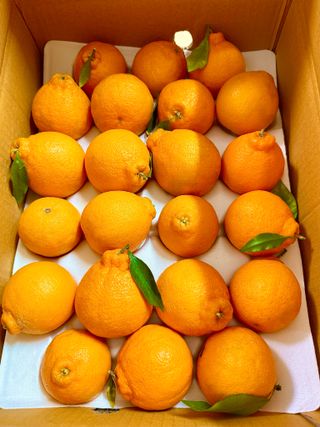 농부손녀님의 작성글 사진