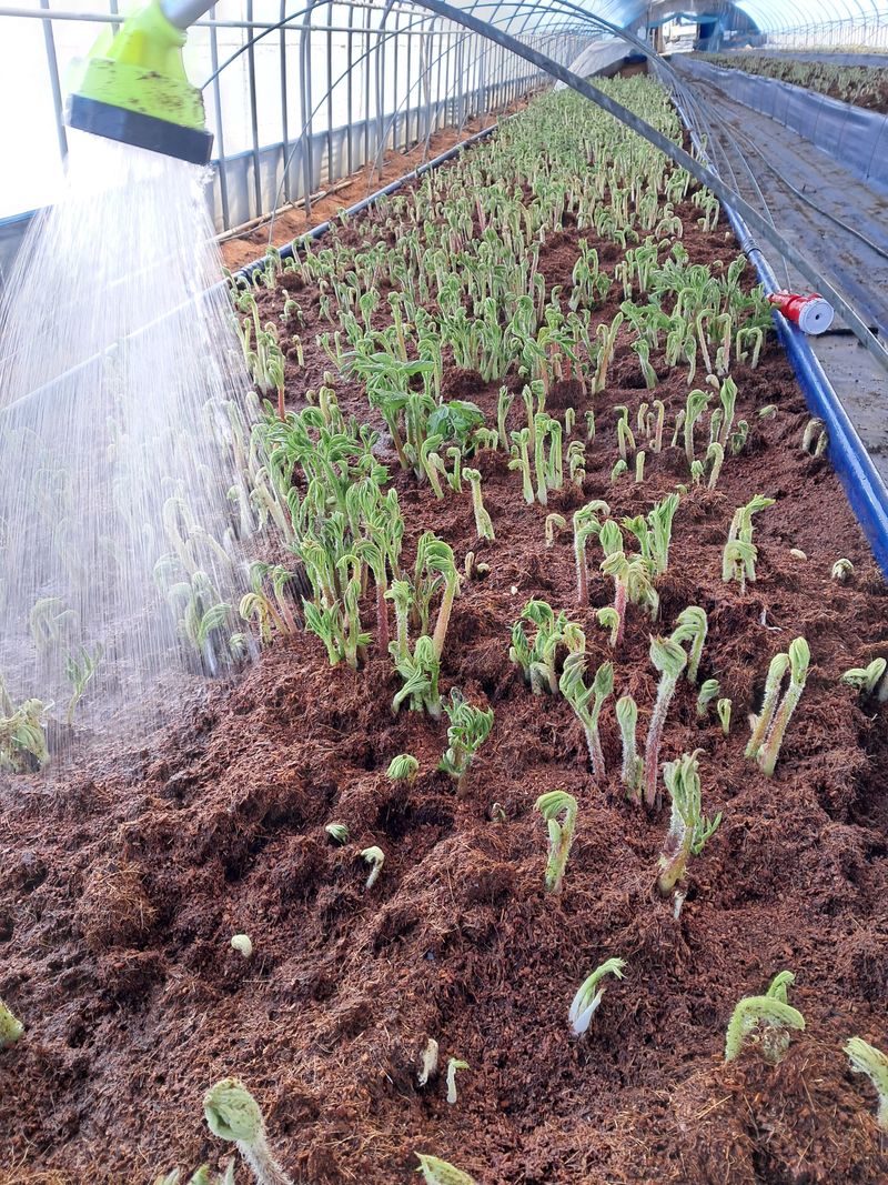 강나현님의 장터 판매 상품 [산외고랭지땅두릅500g] 첨부 사진