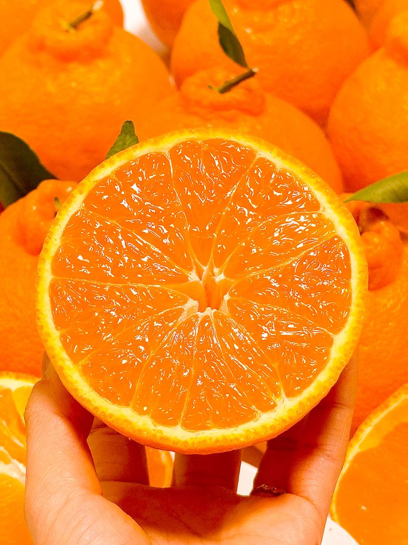 농부손녀님의 장터 판매 상품 [[재주문 200%] 과즙 풍부한 달콤한 맛 한라봉 ] 첨부 사진