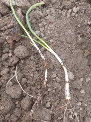 무료지식나눔 팜닥터님의 자유주제 · 자유게시판 작성글 사진