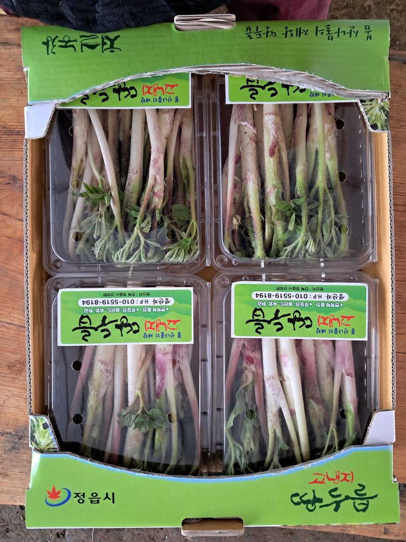 강나현님의 장터 판매 상품 [산외고랭지땅두릅500g] 첨부 사진