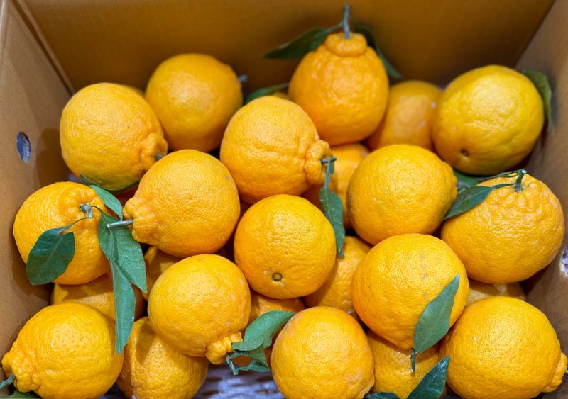 농부손녀님의 장터 판매 상품 [[재주문 200%] 과즙 풍부한 달콤한 맛 한라봉 ] 첨부 사진