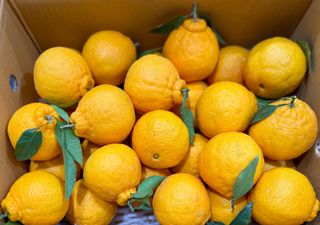 농부손녀님의 작성글 사진