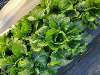 김윤철님의 자유주제 · 자유게시판 작성글 사진