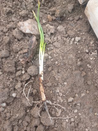 무료지식나눔 팜닥터님의 자유주제 · 자유게시판 작성글 사진