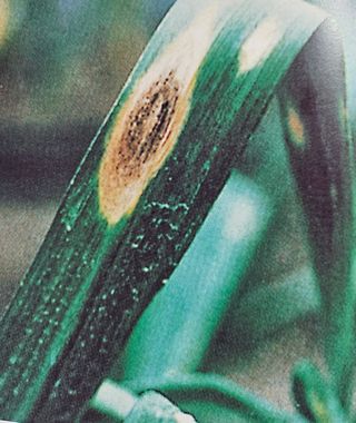 대산농사대장님의 마늘 · 일상 작성글 사진