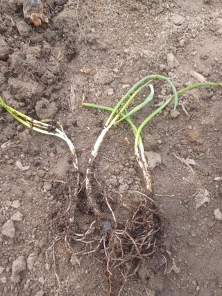 무료지식나눔 팜닥터님의 자유주제 · 자유게시판 작성글 사진