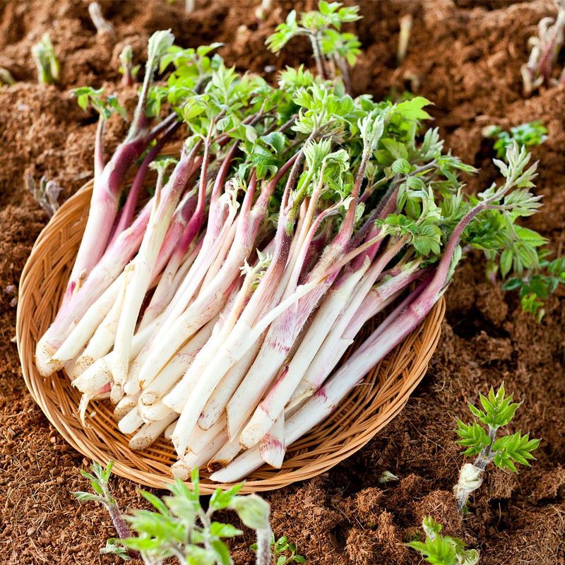 장터 상품 [산외고랭지땅두릅500g] 썸네일