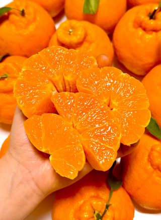 농부손녀님의 작성글 사진