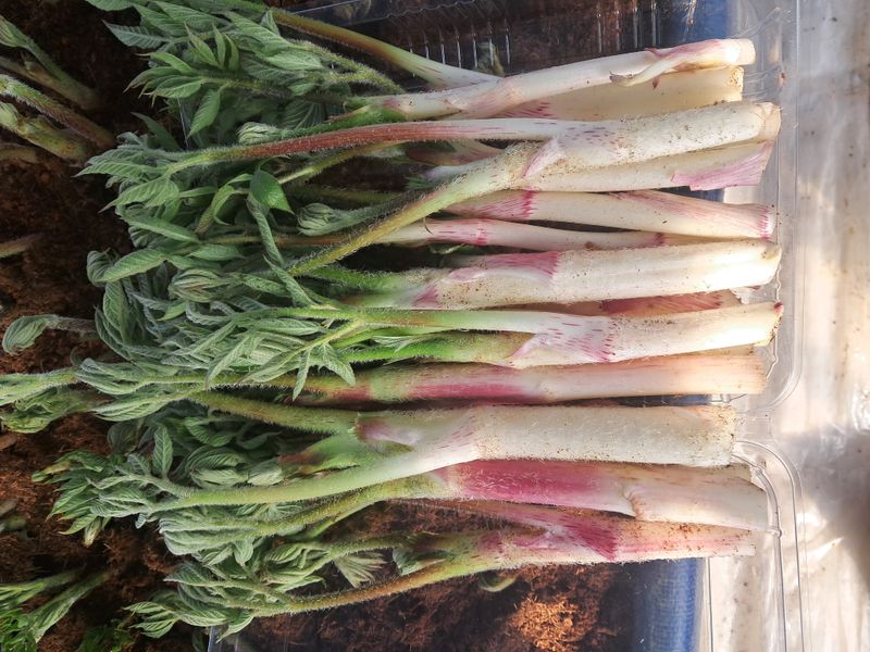 강나현님의 장터 판매 상품 [산외고랭지땅두릅500g] 첨부 사진