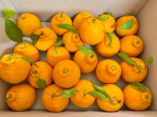 농부손녀님의 작성글 사진