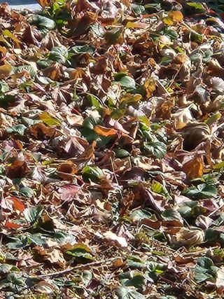 텃밭입문님의 농사, 무엇이든 물어보세요! · 참여글 작성글 사진