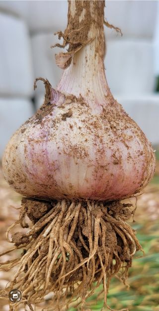 대산농사대장님의 마늘·수확 작성글 사진