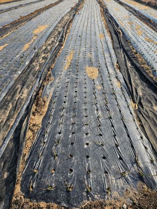 배성은365님의 농사, 무엇이든 물어보세요! · 참여글 작성글 사진