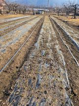 팜모닝 농사, 무엇이든 물어보세요!·참여글 게시글 이미지